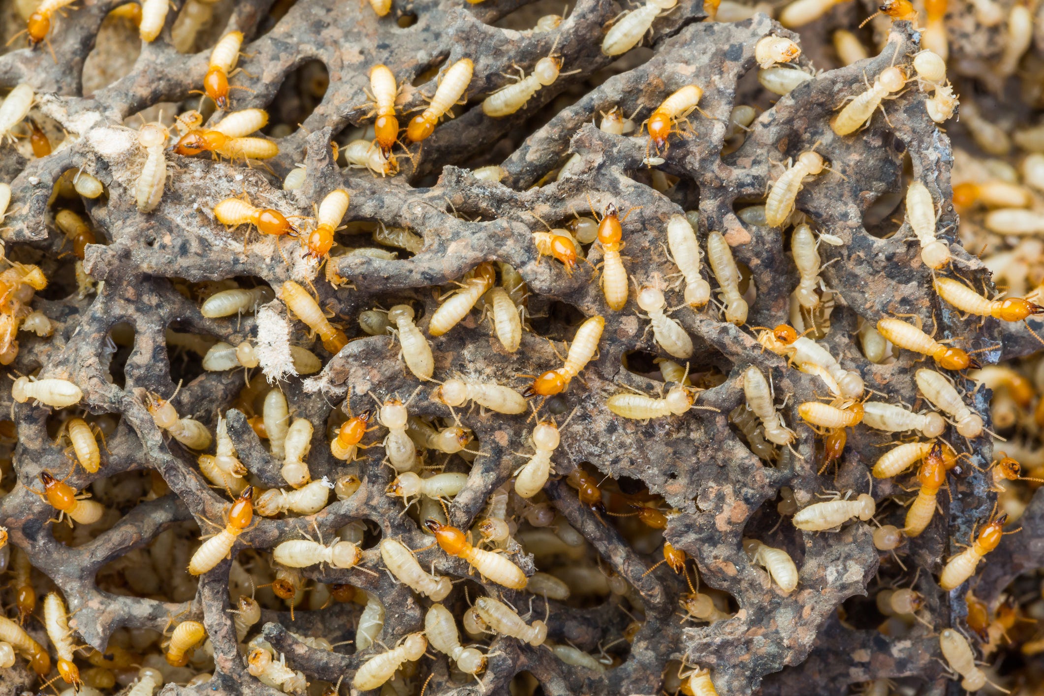 should i buy a house that has termites